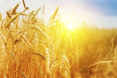 Counting the Omer: Meaning, Laws, and Spiritual Significance