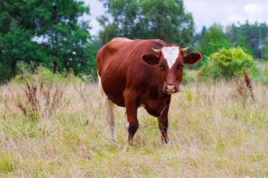 Parashat Parah: The Red Heifer and the Secret of Spiritual Purity Before Passover