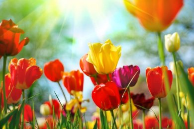 Birkat Ha’Ilanot: The Blessing Over Blossoming Trees and Its Meaning in Jewish Law