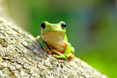 The Plague of Frogs: Chaos, Faith and Pharaoh’s Hardened Heart