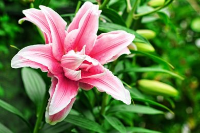Why Does God Desire Roses Instead of Gold? A Powerful Lesson on Repentance