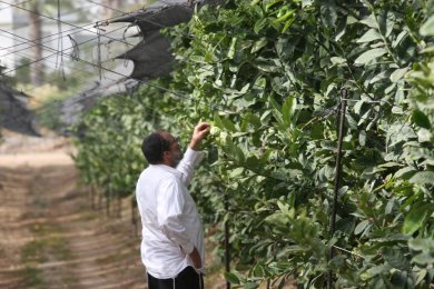 From a Single Seed to a Global Orchard: The Remarkable Story of Luria Etrogim