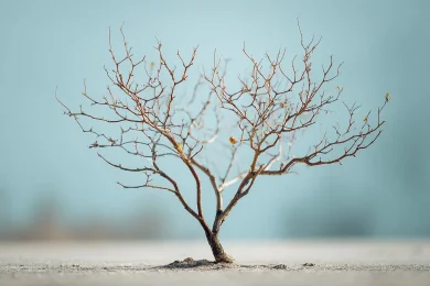 What Tu Bishvat Teaches Us About Hidden Growth in Children