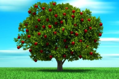 “For Man Is Like the Tree of the Field”: Life Lessons of Tu b'Shevat