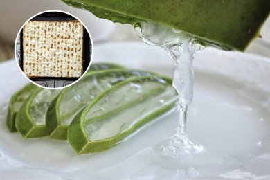 Have You Overdosed on Matzot and Are Suffering from Constipation? You Won't Believe How Aloe Vera Gel Can Help You