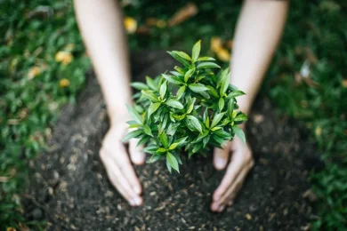 Tu Bishvat at Home: Fun and Meaningful Family Activities for the Holiday of Trees