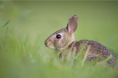 A Miracle on the First Night of Chanukah: How a Rabbit Saved a Family