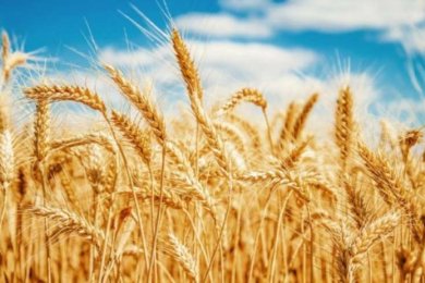 What Counting the Omer Really Teaches Us