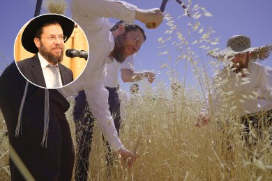 From Field to Table: The Journey of Traditional Wheat Matzah