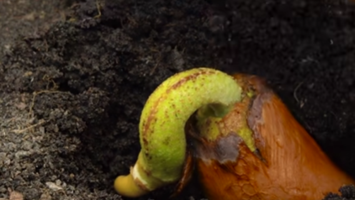 Discovering the Durian: Watch Its Growth Journey - Hidabroot