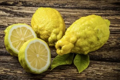 The Etrog Explained: Science, Nutrition, and the Spiritual Power of Judaism’s Most Beloved Fruit