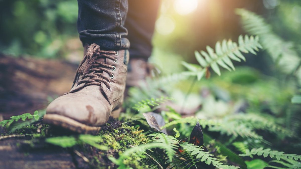 Can Nature Be the Key to Focus and Calm? - Hidabroot