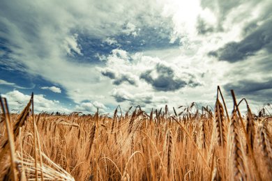 The Law of Chadash: Why New Grain Is Forbidden Until After Passover