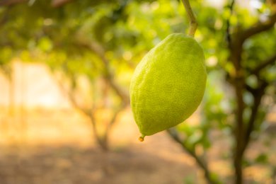 The Hidden Secret of the Etrog: How the “Fruit of the Beautiful Tree” Restores the Scent of Eden
