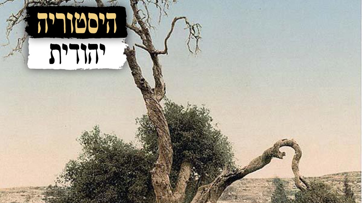 Discovering 'Abraham's Tree': The Ancient Oak of Israel - Hidabroot