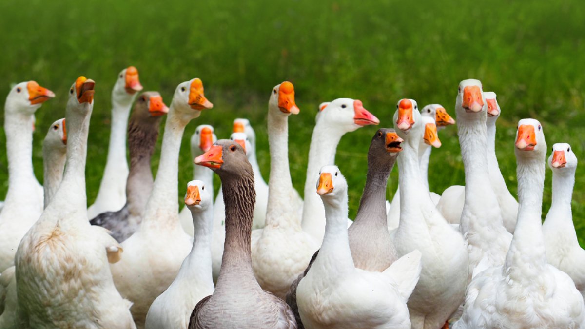 The Geese That Saved Rome: Unlikely Traditions Through History - Hidabroot