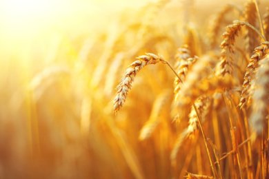 Counting the Omer: Laws, Blessings, Customs, and Meaning Explained
