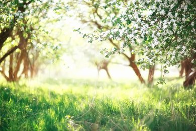 Tu BiShvat and Parenting: Trusting Growth You Can’t Yet See