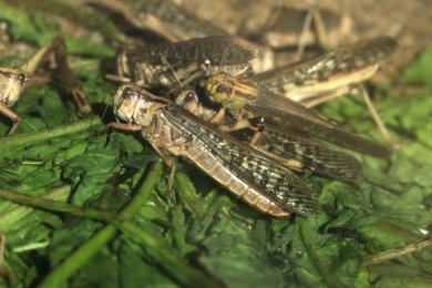 The Plague of Locusts: Pharaoh’s Refusal and Egypt’s Destruction