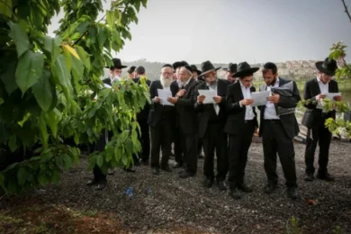 The Blessing of the Trees in Nissan: How to Say Birkat HaIlanot and Why It Matters