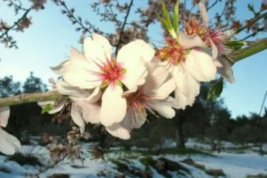 The Almond Tree’s Secret: Why It Blooms First and What It Teaches Us About Life