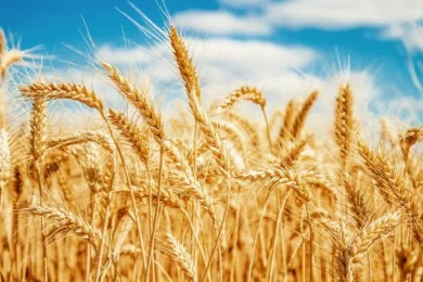 Why Jews Observe Mourning During the Counting of the Omer