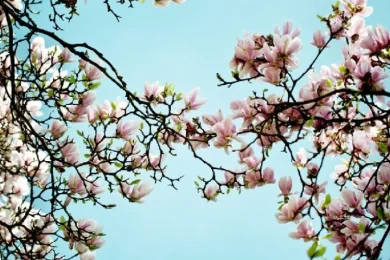 Blossoming Fruit Trees Blessing: Laws, Timing, and Conditions Explained