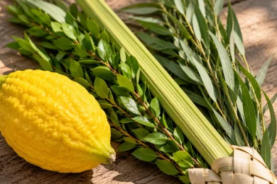 What Should You Do With Your Etrog After Sukkot?