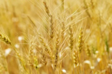 The Deeper Meaning of Counting the Omer in Jewish Thought