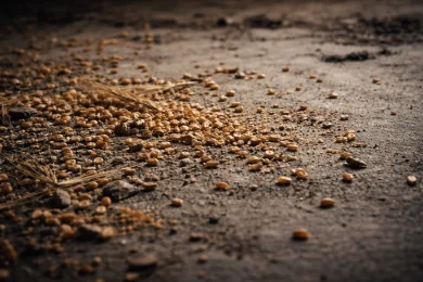 The Matzah of Auschwitz: A Mitzvah That Lives Forever