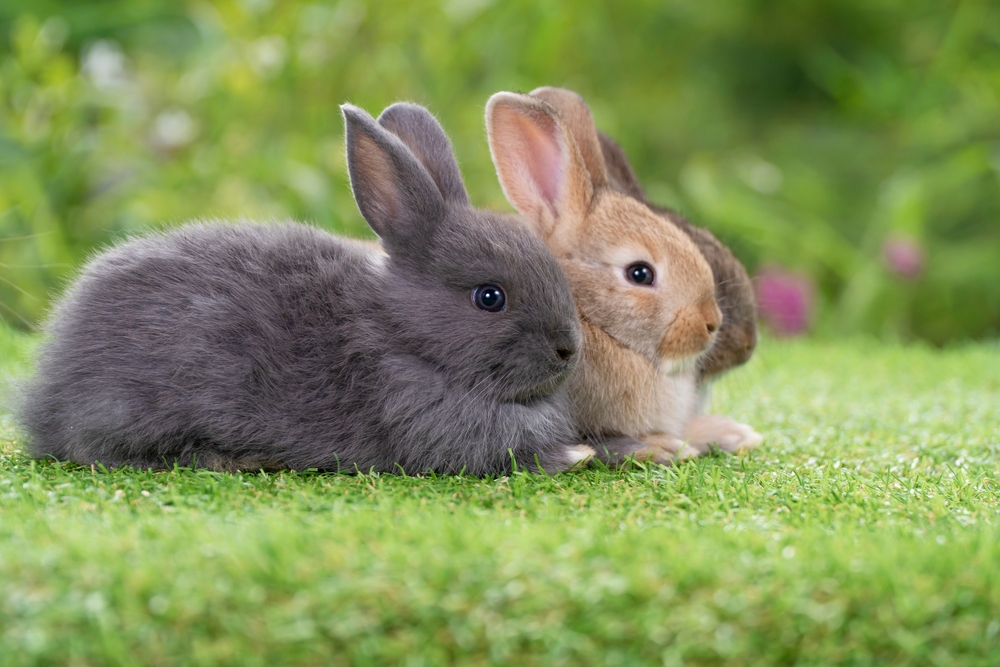 Image: Shutterstock