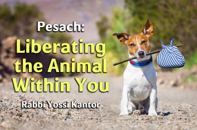 Pesach – Liberating the Animal Within You