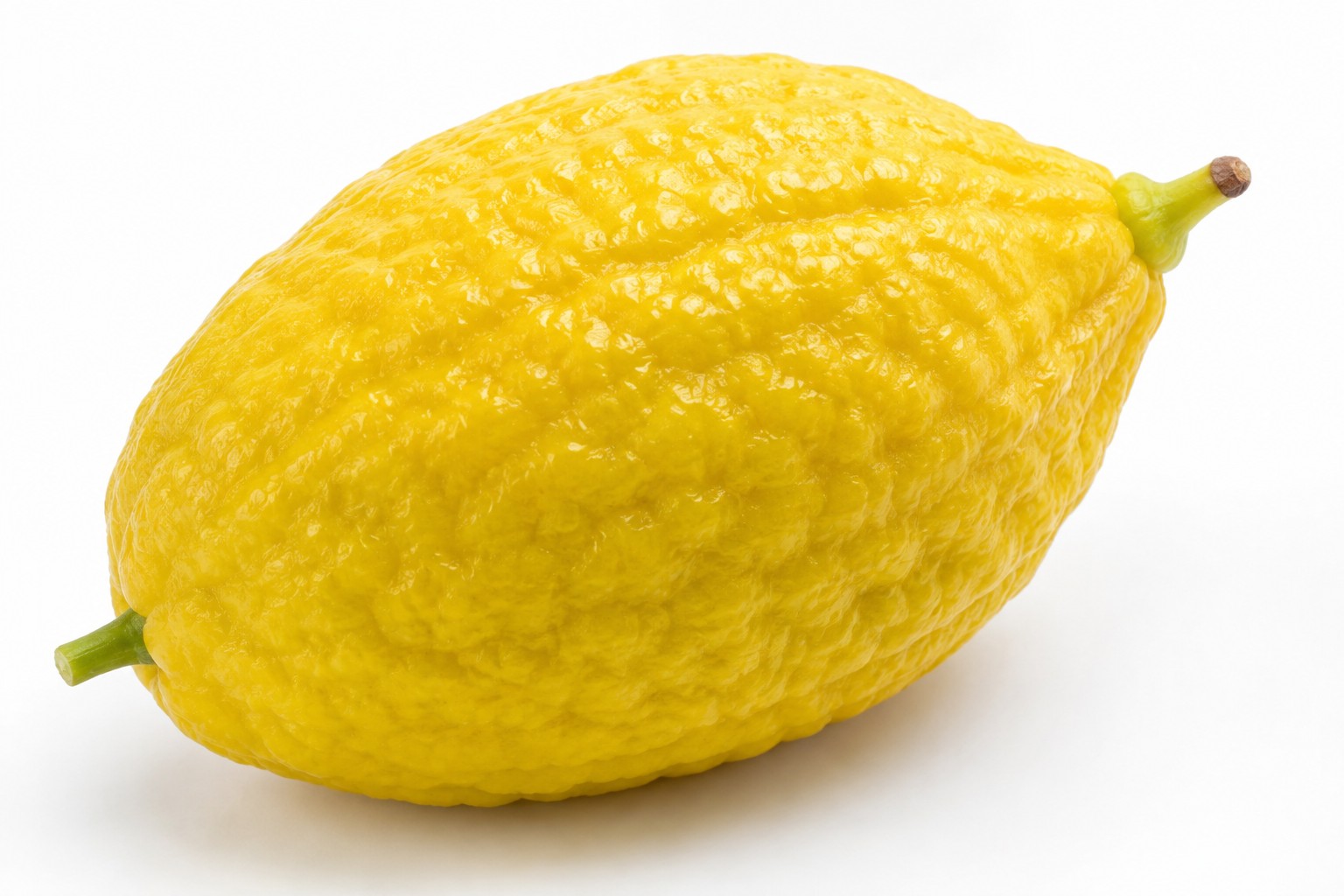 Kosher etrog with pitam intact for Sukkot