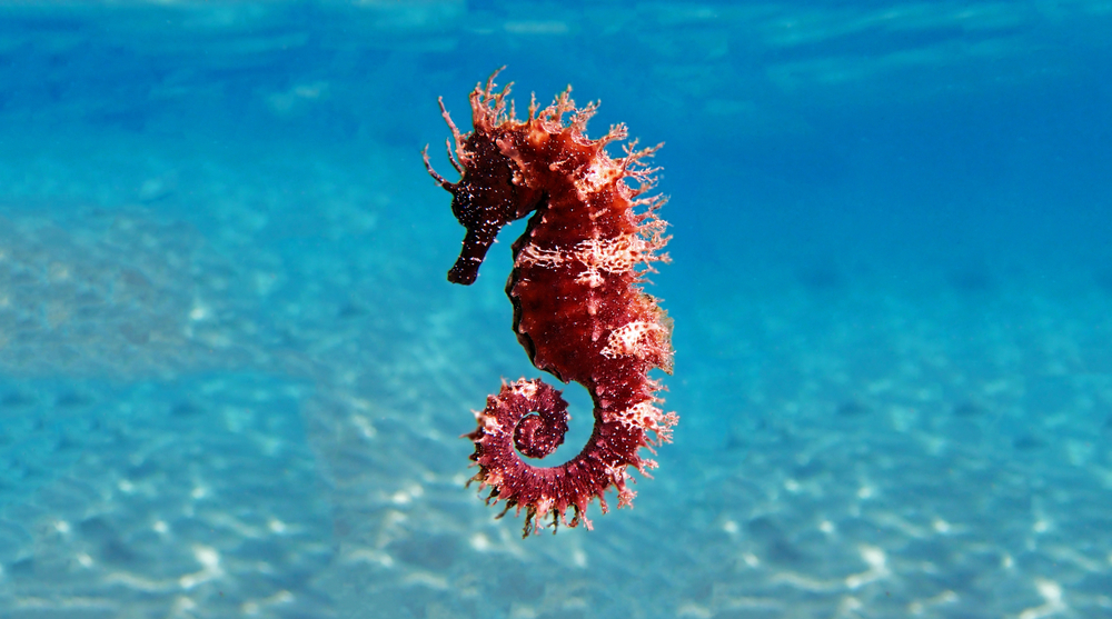 Image: Shutterstock